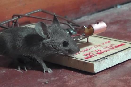 Как сделать ловушку для крыс