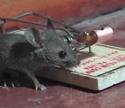 Как сделать ловушку для крыс