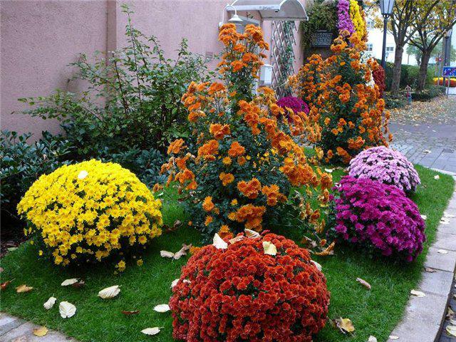 Фотография садовой композиции с хризантемами