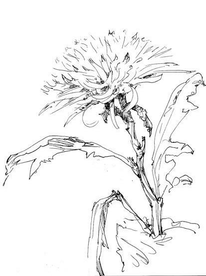 Рисунок хризантемы