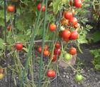 Когда сажать семена помидоров на рассаду