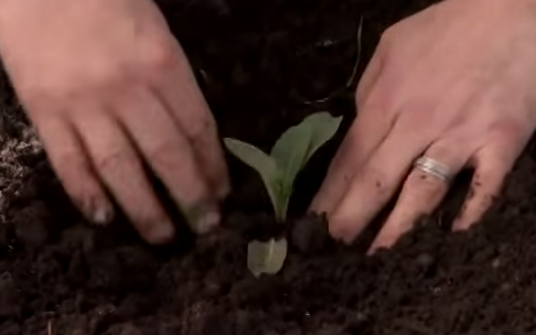Когда высаживать рассаду капусты-3