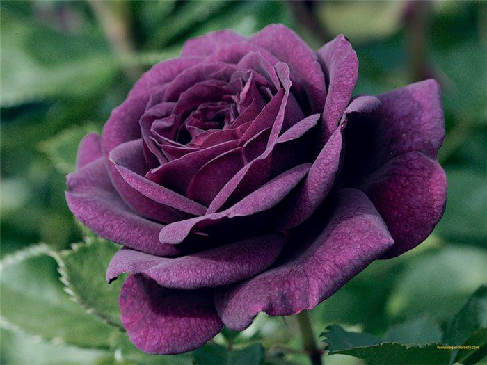 Плетистые розы Квадра (Quadra)