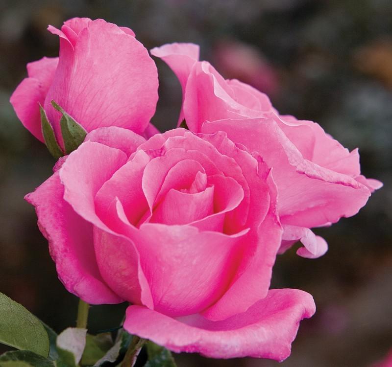 прицветниковая роза (Rosa bracteata)