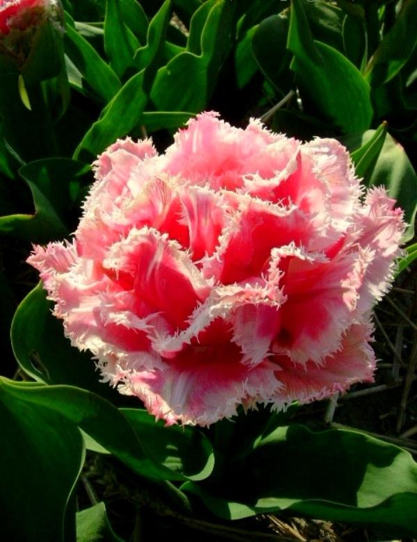 Махровые поздние тюльпаны (Double Late Tulips)