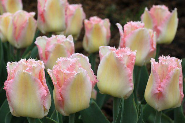 Махровые ранние тюльпаны (Double Early Tulips)