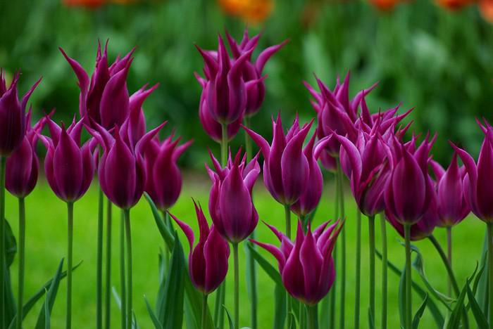 Лилиецветные тюльпаны (позднецветущие)