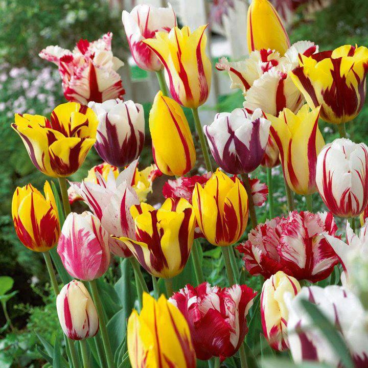 Тюльпаны Рембрандт (Rembrandt Tulips)