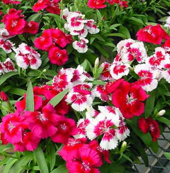 Гвоздика китайская (Dianthus chinensis; англ. Chinese pink)