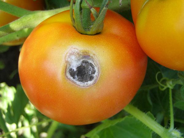 Борьба с белой гнилью на томатах-4