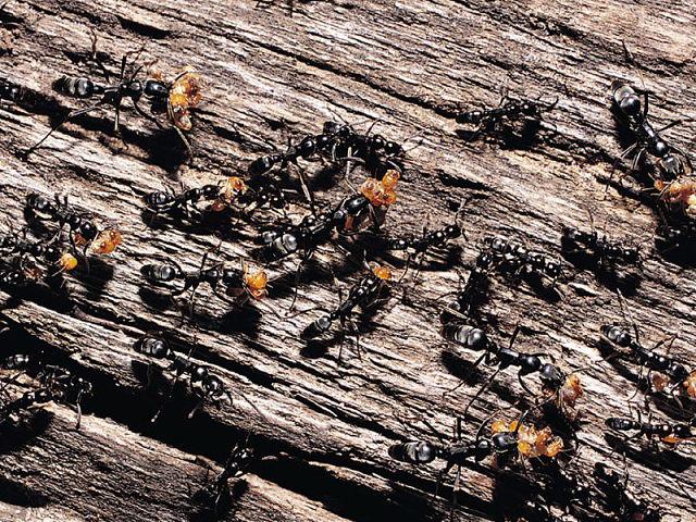 Важная информация о муравьях-5