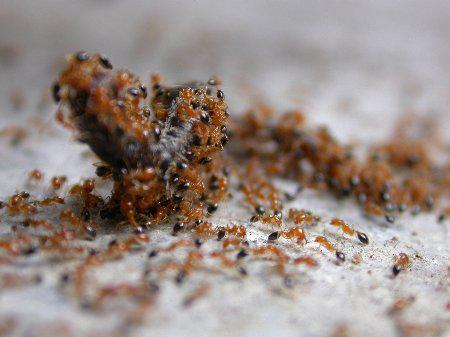 Борьба с муравьями химическими средствами-8