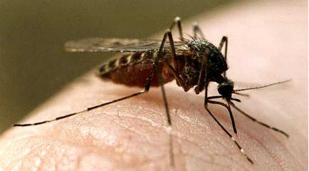 Причины борьбы с комарами-1