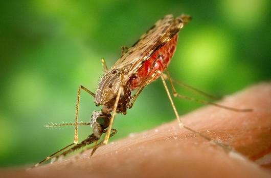 Борьба с комарами-2