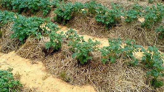 Выращивание картофеля-6