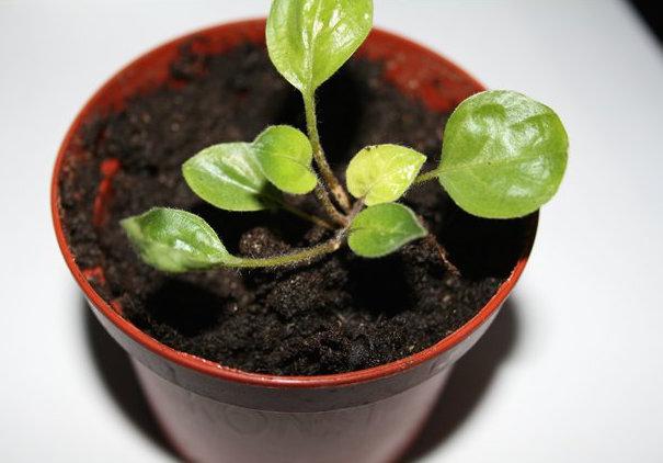 Как вырастить герберы из семян-1