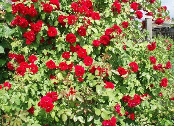 Сорта и виды роз Кордеса-2