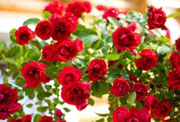 Сорта и виды роз Кордеса-3
