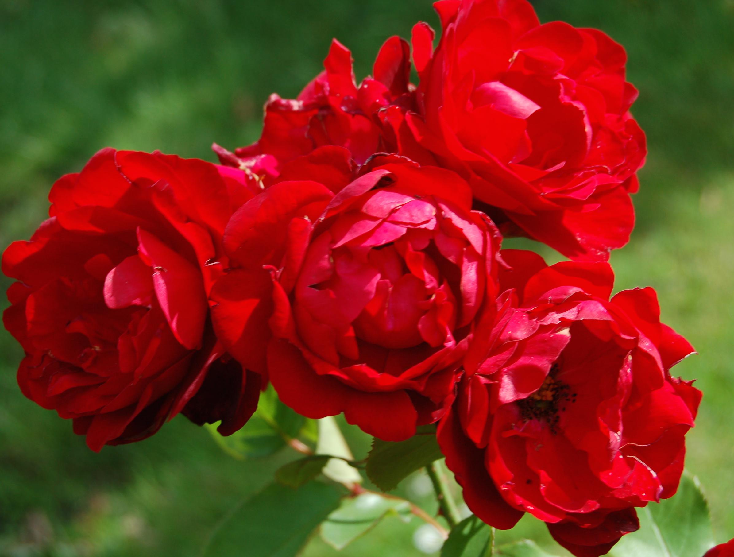 Сорта и виды роз Кордеса-4
