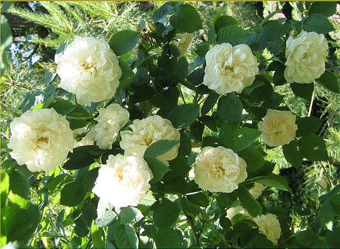 Сорта и виды роз Альба-1