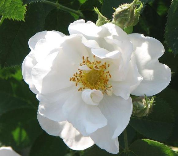 Сорта и виды роз Альба-2