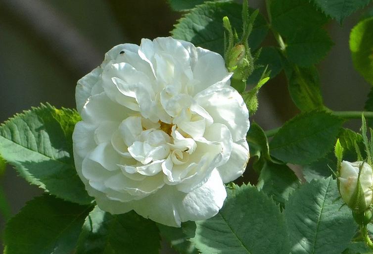 Сорта и виды роз Альба-3
