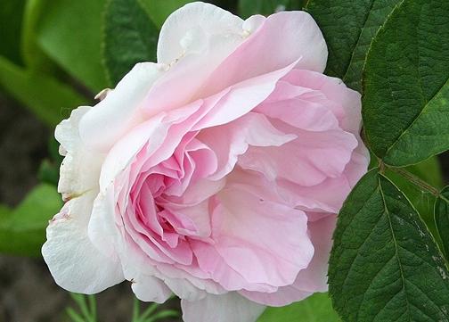 Сорта и виды роз Альба-4