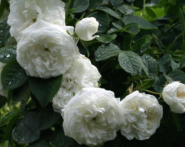Сорта и виды роз Альба-6