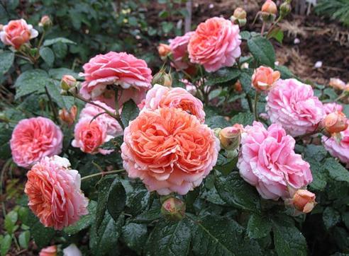 Сорта и виды роз Шрабы-1