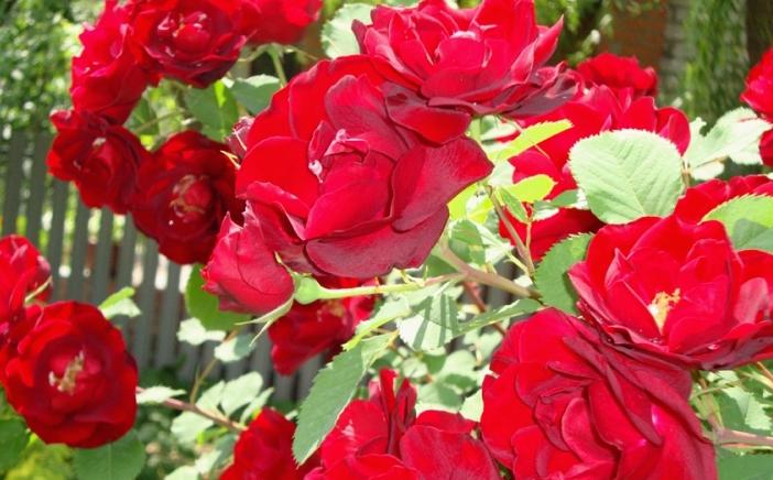 Сорта и виды роз Шрабы-3