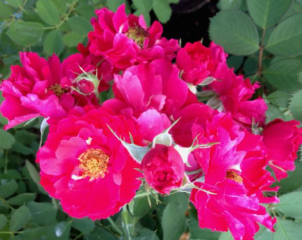 Сорта и виды роз Шрабы-4