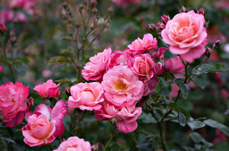 Сорта и виды роз Шрабы-5