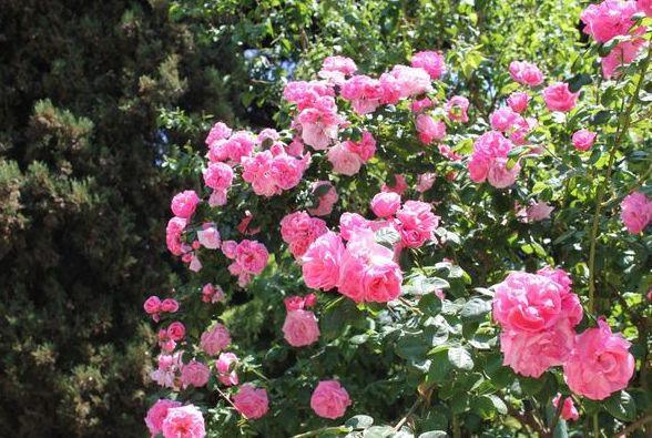 Сорта и виды роз Шрабы-6