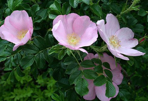 Сорта и виды роз Ругоза-2