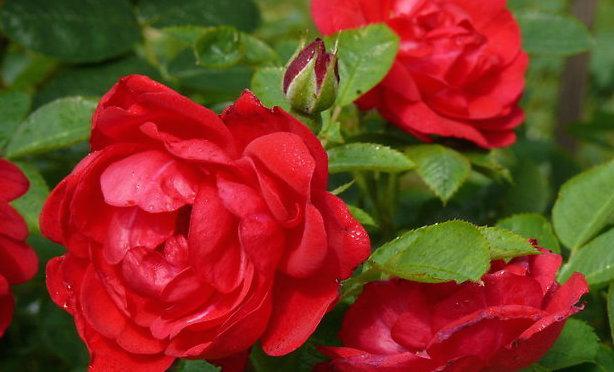 Сорта и виды роз Ругоза-3