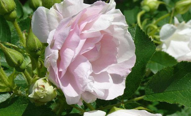 Сорта и виды роз Ругоза-5