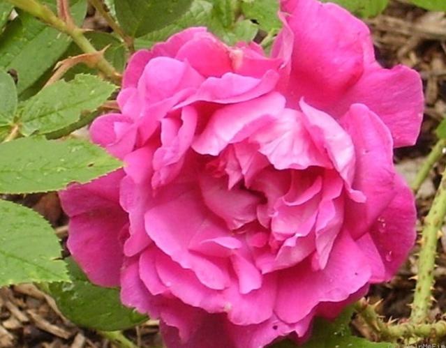 Сорта и виды роз Ругоза-6