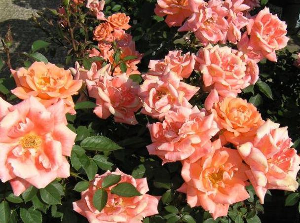 Сорта и виды роз Патио-3