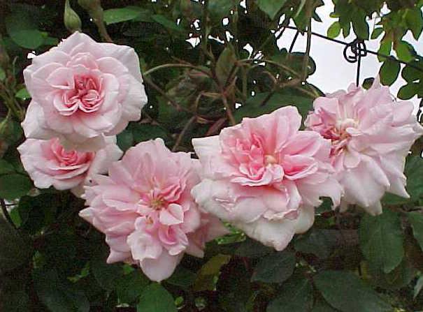 Сорта и виды роз Патио-4