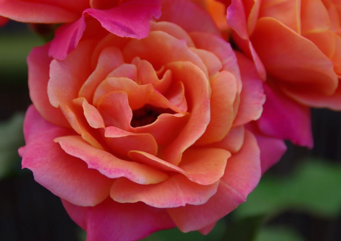 Сорта и виды роз Патио-5
