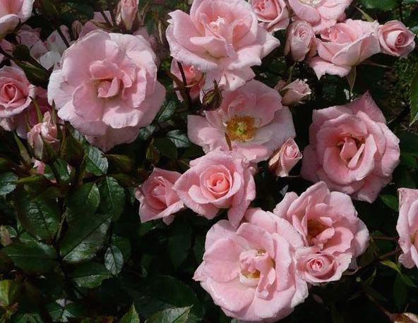 Сорта и виды роз Патио-6