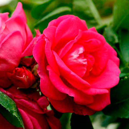 Сорта дамасских роз-1