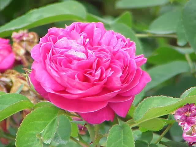 Дамасская роза-4