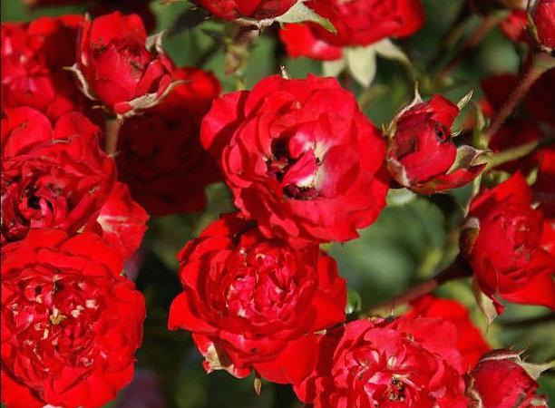 Сорта и виды полиантовых роз-1