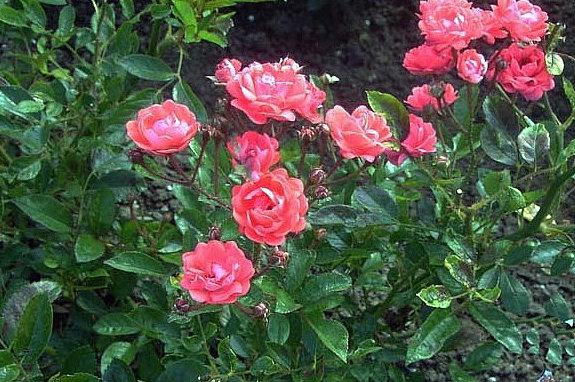 Сорта и виды полиантовых роз-2