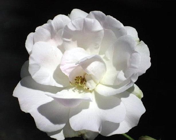 Сорта и виды полиантовых роз-3