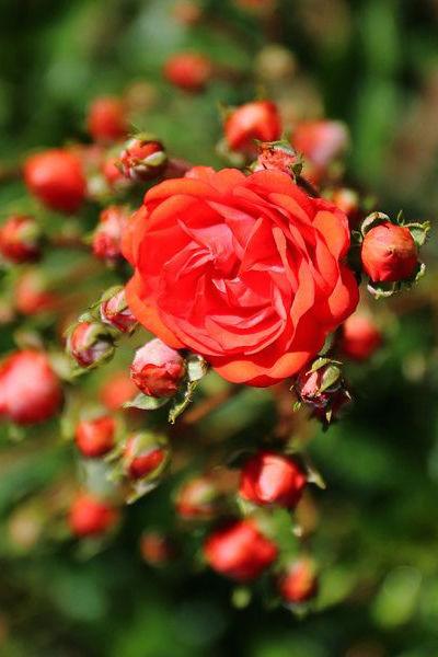 Сорта и виды полиантовых роз-4
