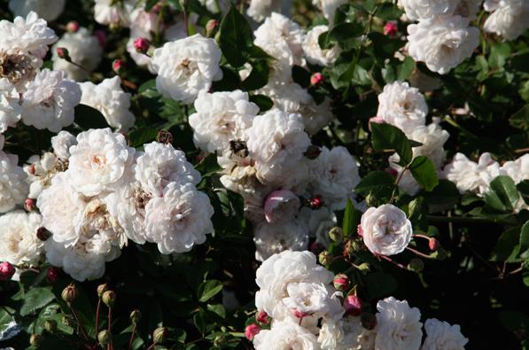 Сорта и виды полиантовых роз-5