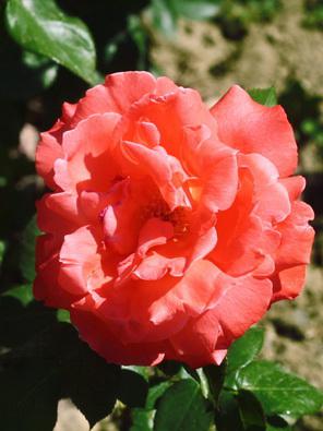 Сорта и виды ремонтантных роз-4