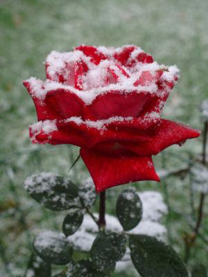 Как укрыть плетистые розы на зиму-1